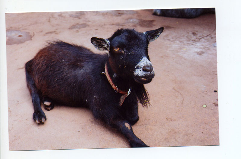 Pissed-off Goat ©2010 Bobby Asato