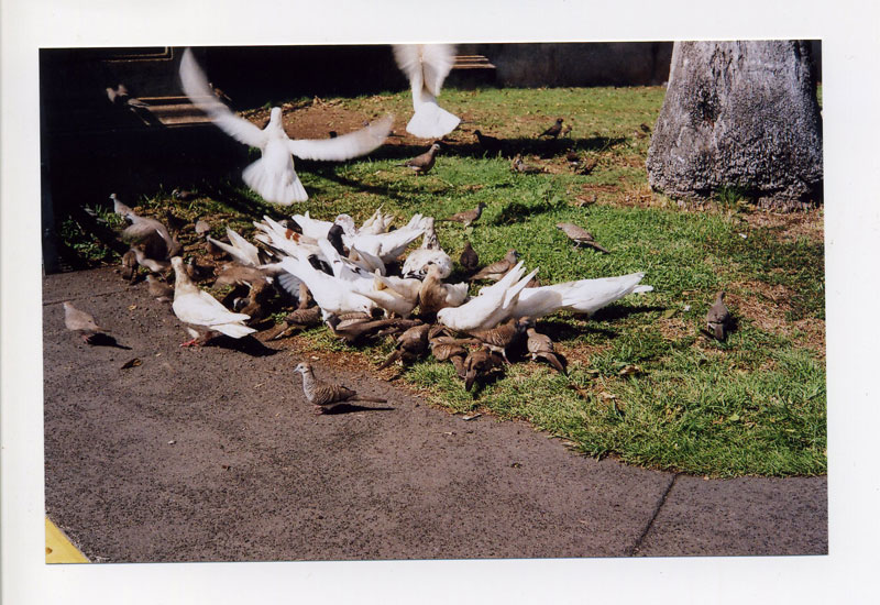 Flock 'O Pidgeons. © 2010 Bobby Asato