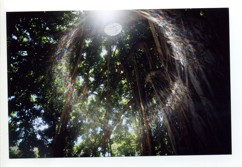 Banyan tree glare diffraction. © 2010 Bobby Asato