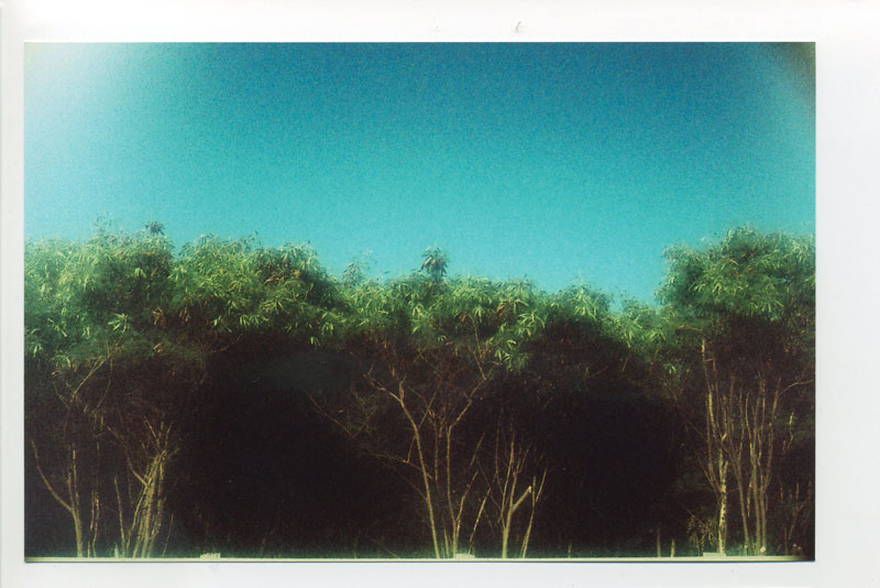Keawa trees, Makua Valley coastline. © 2010 Bobby Asato