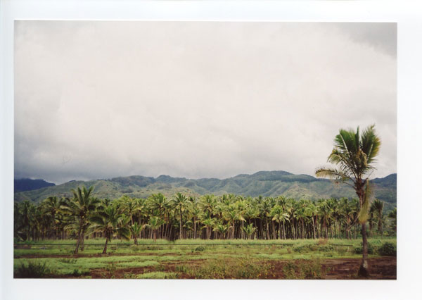 Coconut tree farm, Waialua.  Yashica ME-1. © 2011 Bobby Asato