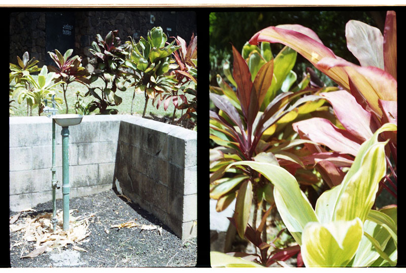Queen Lilioukalani Gardens, Hawaii. Yashica Half 17 Half-frame Camera. © 2011 Bobby Asato