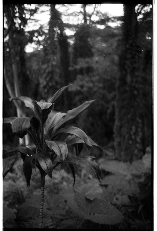 Lyon Arboretum, Manoa, Hawaii. Minox 35 EL. © 2011 Bobby Asato