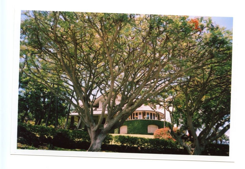 Punahou School, Hawaii. Vivitar 35EE © 2013 Bobby Asato