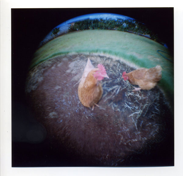 2 Hen pets. © 2010 Bobby Asato