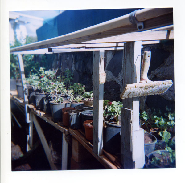 Pop's greenhouse with make-shift wood scraps. © 2010 Bobby Asato