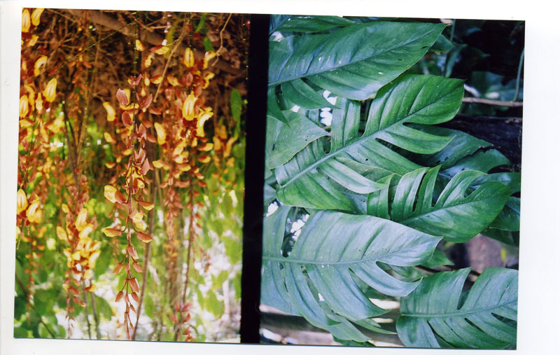 Wahiawa Botanical Gardens ©2010 Bobby Asato